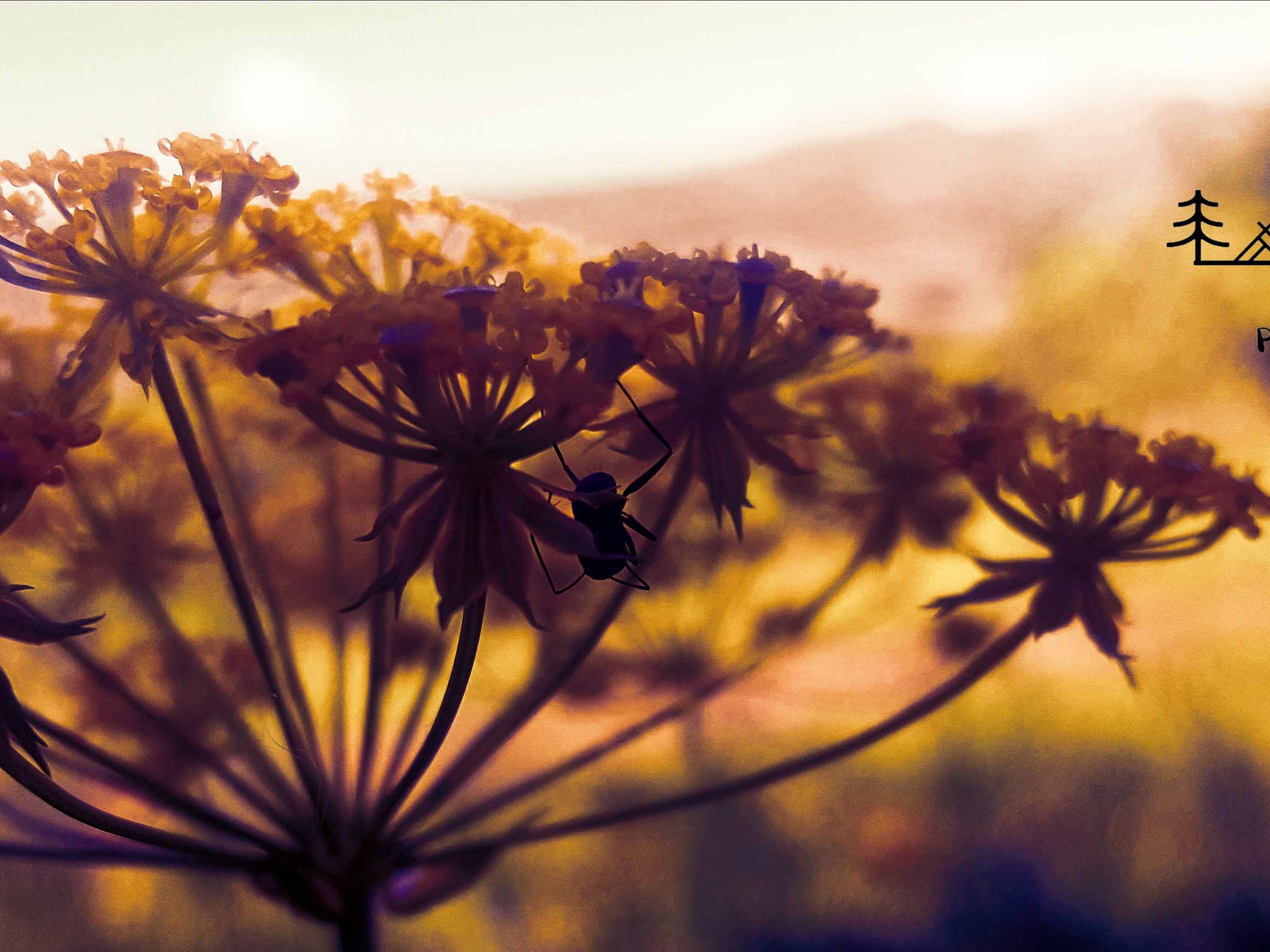 gostovanje na studentskom radiu krs krsna onomatopeja